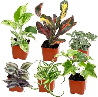 Easy to Grow Houseplants (6PK), Live House Plants in Plant Containers, G...