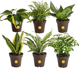 Costa Farms Live Plants (Pack of 6), Easy to Grow Live Indoor Houseplant...