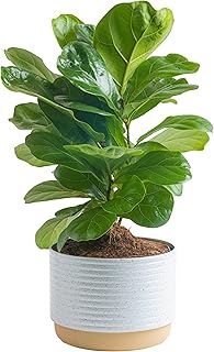 Costa Farms Little Fiddle Leaf Fig, Live Indoor Ficus Lyrata Plant in In...