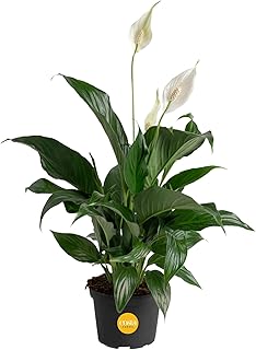 Costa Farms Peace Lily, Live Indoor Plant with Flowers, Air Purifying Ho...