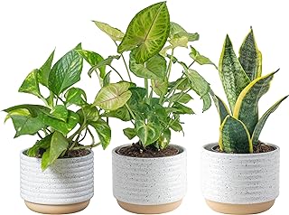 Costa Farms Live Plants (3 Pack), Easy to Grow Real Indoor Houseplants, ...