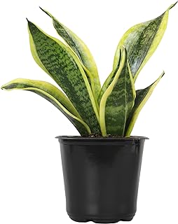 Live Snake Plant, Sansevieria trifasciata Superba, Fully Rooted Indoor H...