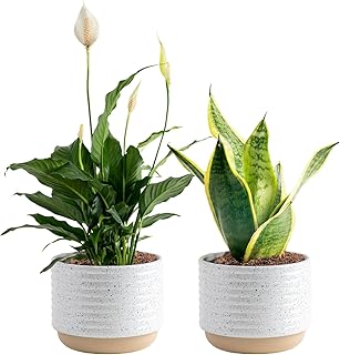 Costa Farms Live Plants (Pack of 2), Easy to Grow Live Indoor Houseplant...