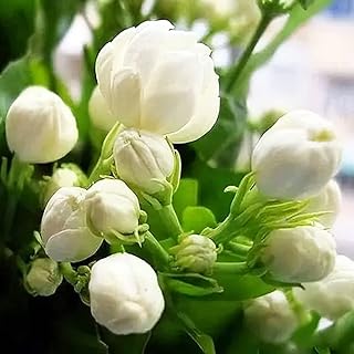100+ Climbing Jasmine Flower Seeds Fragrant Plant for Planting Garden Ho...