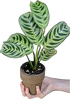 PLANTVERS Live Calathea Burle Marx in 3inch Nursery Pot - Indoor Housepl...