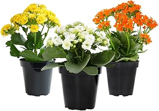 Kalanchoe Live Succulents Plants Live Flowers (3 Pack), Kalanchoe Plant ...
